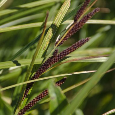 Carex acuta, photographed by Иван Шихалев