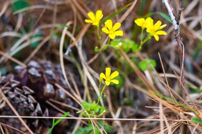 Oxalis colorea, photographed by Melissa McMasters