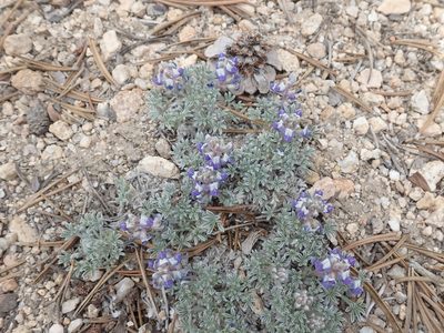 Lupinus breweri, photographed by John Brew