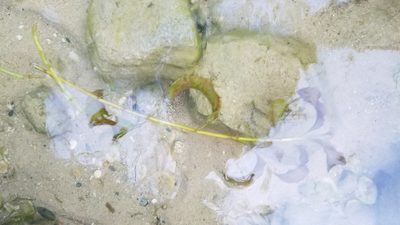 Potamogeton amplifolius, photographed by Eric Schmidt