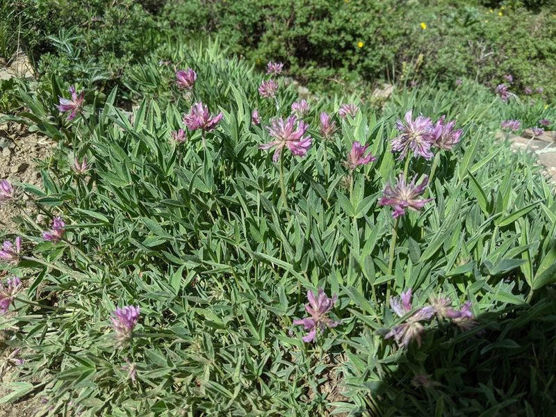 Trifolium attenuatum, photographed by Zac Peterson