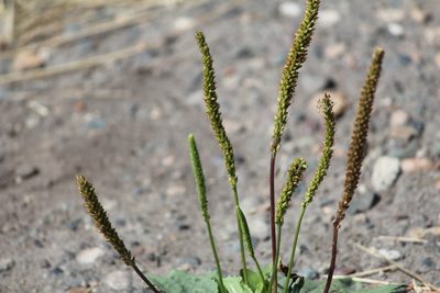 Plantago depressa, photographed by Marina Potapova