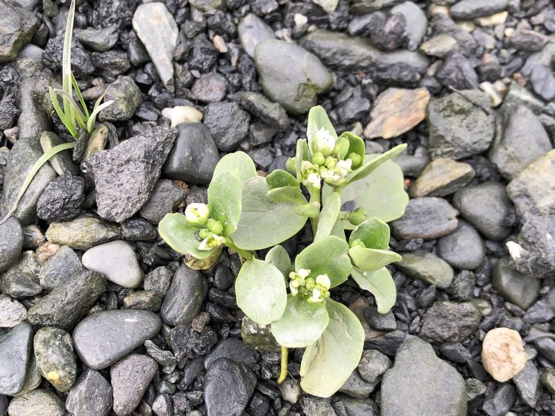Cochlearia groenlandica, photographed by Jason Grant