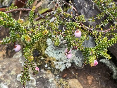 Trochocarpa thymifolia, photographed by Jesse de Vries