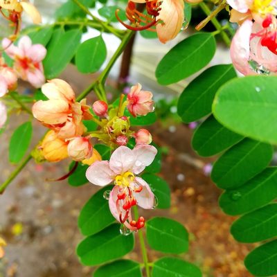 Cassia roxburghii, photographed by Paulmathi Vinod