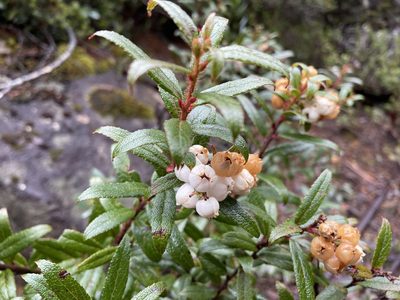 Gaultheria hispida, photographed by Jesse de Vries