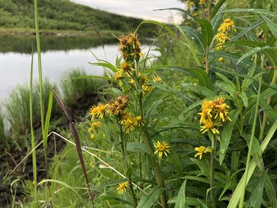Solidago multiradiata, photographed by Jason Grant