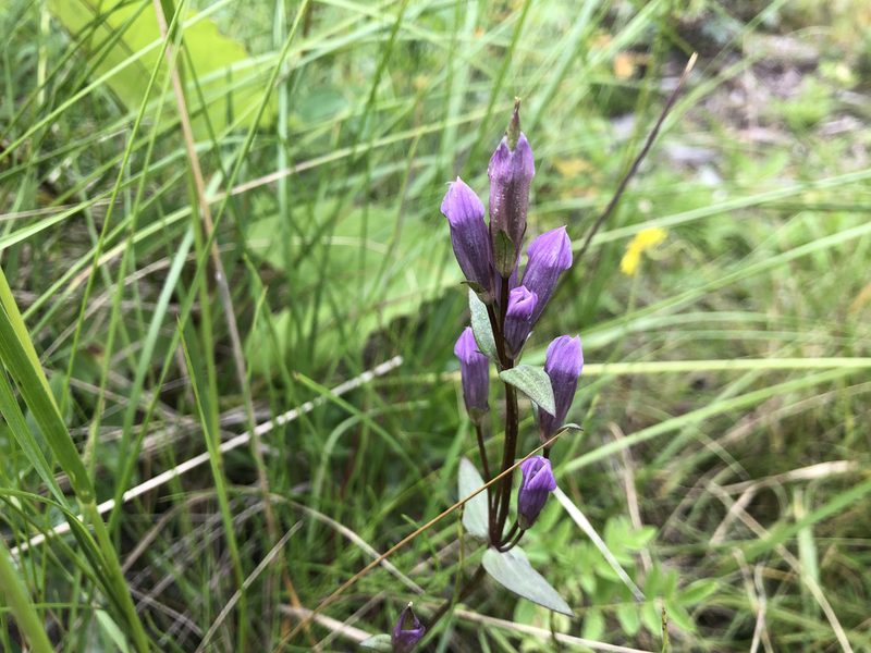 Gentianella propinqua, photographed by Jason Grant