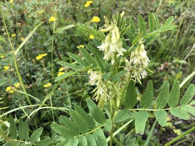 Astragalus americanus, photographed by Jason Grant