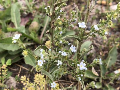 Lappula occidentalis, photographed by Jason Grant