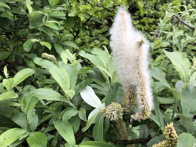 Salix alaxensis, photographed by Jason Grant