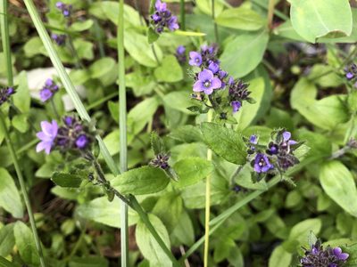 Veronica wormskjoldii, photographed by Jason Grant