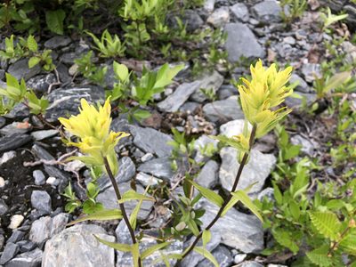 Castilleja unalaschcensis, photographed by Jason Grant