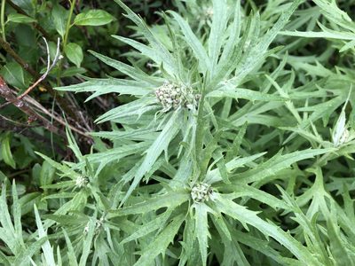 Artemisia tilesii, photographed by Jason Grant