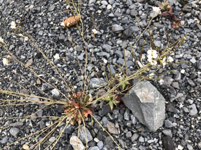 Arabidopsis lyrata, photographed by Jason Grant