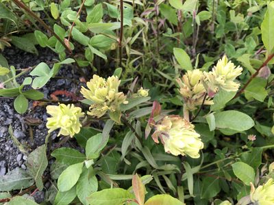 Castilleja unalaschcensis, photographed by Jason Grant