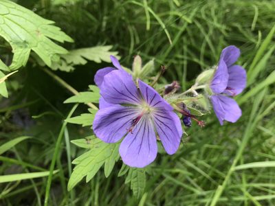 Geranium erianthum, photographed by Jason Grant