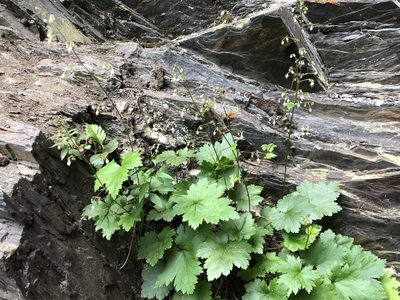Heuchera glabra, photographed by Jason Grant