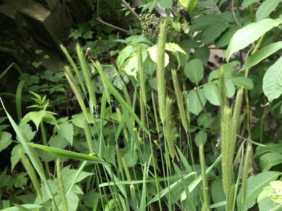 Hordeum brachyantherum, photographed by Jason Grant