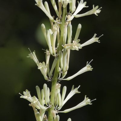 Dracaena terniflora, photographed by Paulmathi Vinod