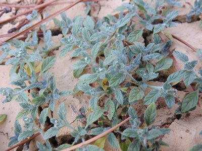 Heliotropium supinum, photographed by Duarte Frade
