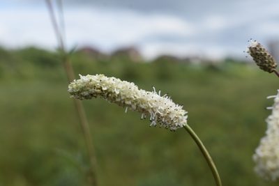 Sanguisorba tenuifolia, photographed by Валерия Ковалева