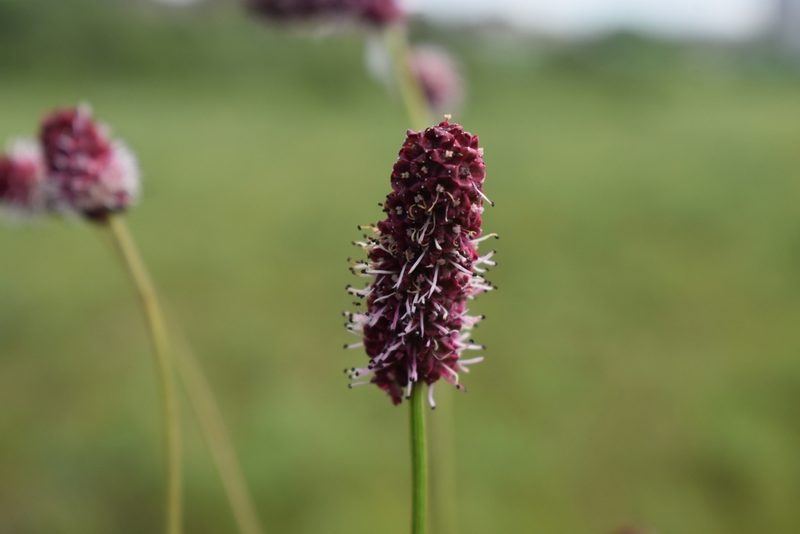 Sanguisorba tenuifolia, photographed by Валерия Ковалева
