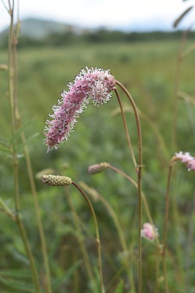 Sanguisorba tenuifolia, photographed by Валерия Ковалева