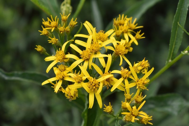 Jacobaea cannabifolia, photographed by Валерия Ковалева