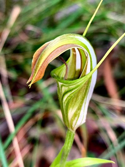 Pterostylis grandiflora, photographed by Lukas Clews