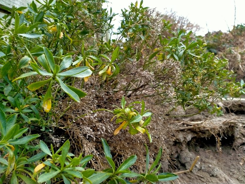 Lepidium crassum, photographed by John Barkla