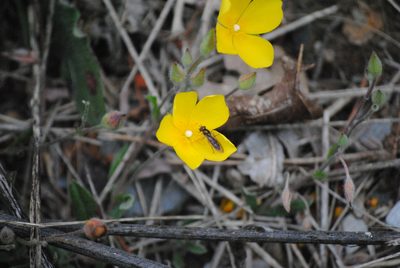 Cistus lasianthus, photographed by Daniel Bulnes Roldán