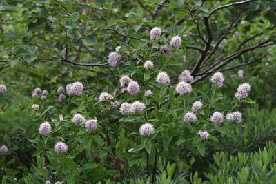 Spiraea salicifolia, photographed by Валерия Ковалева