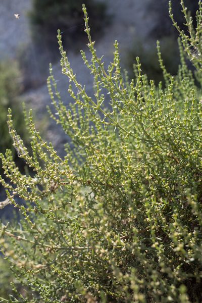 Soda oppositifolia, photographed by Tim Johnson