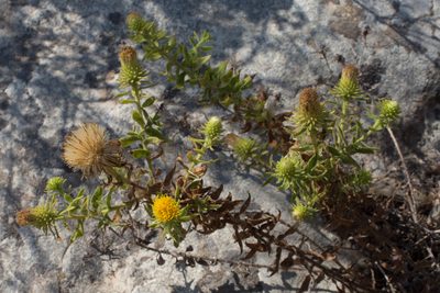 Chiliadenus glutinosus, photographed by Tim Johnson