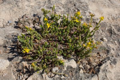 Hypericum ericoides, photographed by Tim Johnson