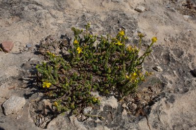 Hypericum ericoides, photographed by Tim Johnson