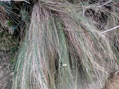 Poa astonii, photographed by John Barkla