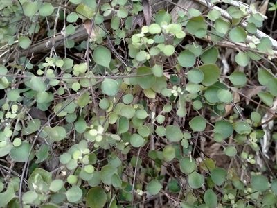 Chenopodium allanii, photographed by John Barkla