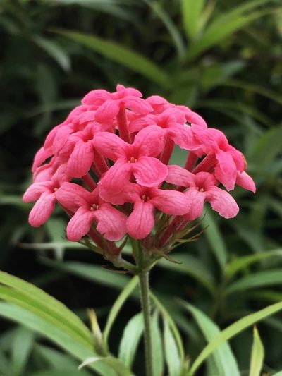 Arachnothryx leucophylla, photographed by AnnLazaro