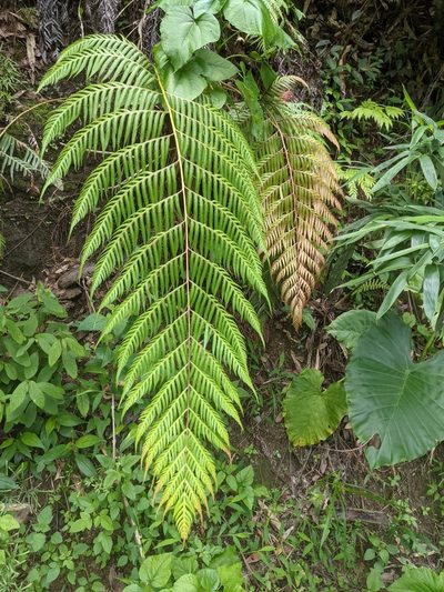 Woodwardia prolifera, photographed by Chen Jia Hong