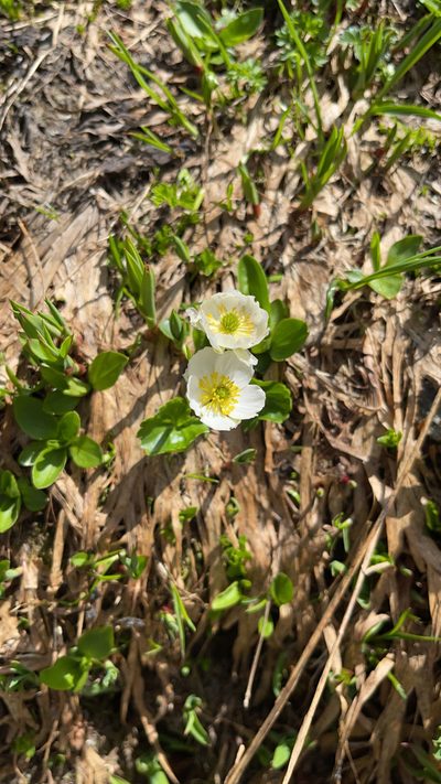 Ranunculus crenatus, photographed by Codrin Bucur