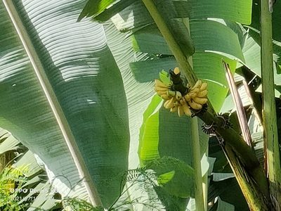 Musa acuminata, photographed by Ong Jyh Seng