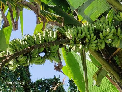 Musa acuminata, photographed by Ong Jyh Seng