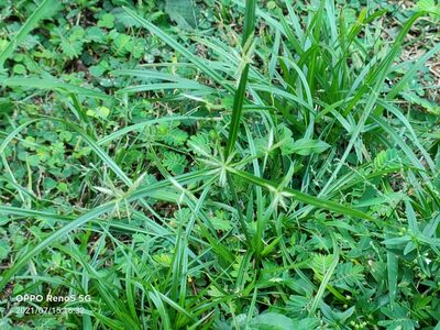 Cyperus sphacelatus, photographed by Ong Jyh Seng