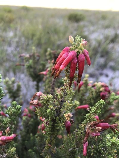 Erica monadelphia, photographed by Sam McCarren