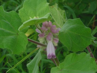 Martynia annua, photographed by Aryan K