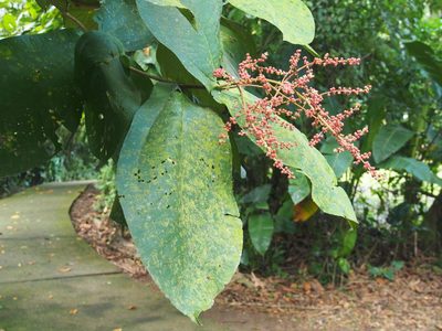 Miconia impetiolaris, photographed by Lena Struwe
