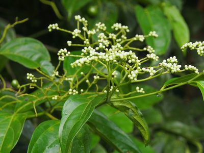 Cordia lucidula, photographed by Lena Struwe