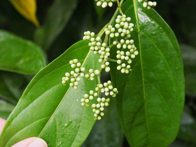 Cordia lucidula, photographed by Lena Struwe
